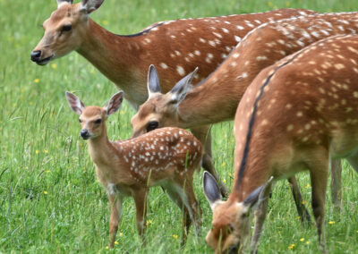 Damwild auf der Wiese im Frühling